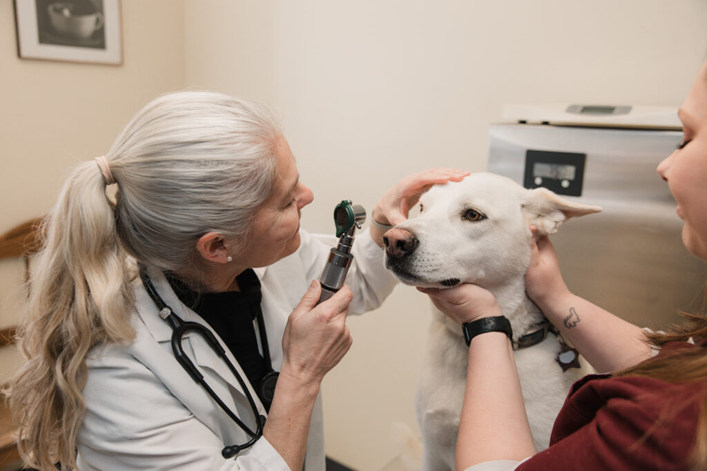 Dog receiving an eye exam from the veterinary team at Arnold Veterinary Hospital in Arnold, MD